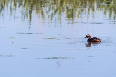 Güzel Slavonian Grebe, Podiceps auritus, İsveç adasında Oland bir gölet sadece yakalandı küçük balık ile