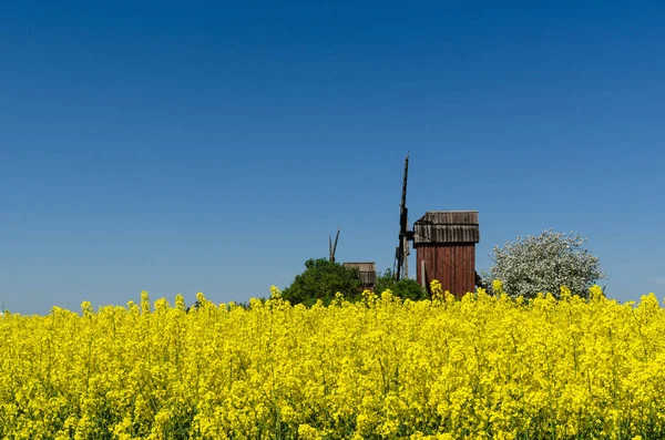 Velhos Moinhos Vento Madeira Vermelhos Por Campo Colza Flor Ilha — Fotografia de Stock