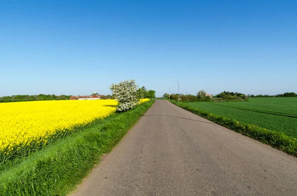 国の道路によって スウェーデン語で春のカラフルな風景を島エーランド島します — ストック写真