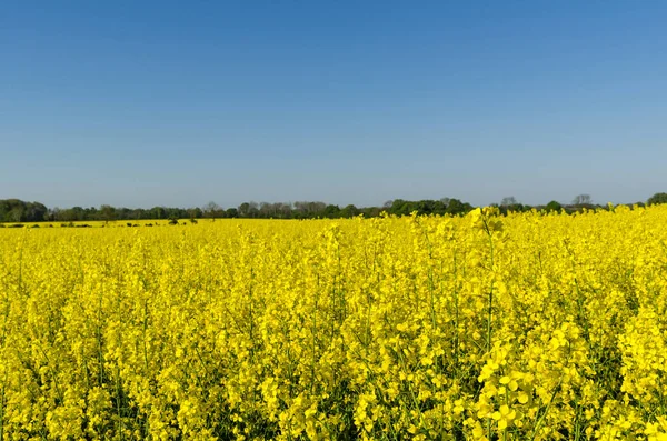 Vackra Och Färgglada Blossom Raps Fält Blå Himmel — Stockfoto