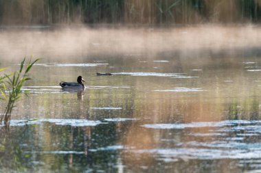 Bahar sezonunda sabah erken saatlerde puslu bir gölet erkek Mallard ördek