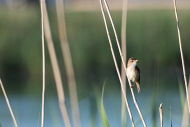 Reed Warbler, Acrocephalus scirpaceus, İsveçli adada Oland içinde sazlık oturan