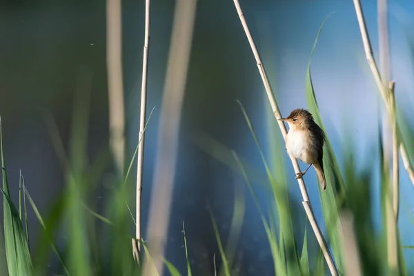 Симпатичная Певучая Птица Reed Warbler Acrohalus Scirpaceus Сидящая Своей Естественной — стоковое фото