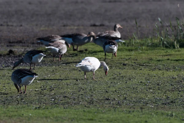 Ganso Albino Greylag Destaca Rebaño Alimentando Gansos Isla Sueca Oland — Foto de Stock