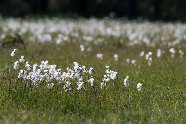 Wetland Common Cotton Grass Swedish Island Oland — Stock Photo, Image