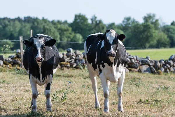 瑞典农村的好奇年轻黑白母牛 — 图库照片