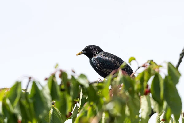 Güzel Starling Olgun Çilek Ile Kiraz Bir Ağacındaki Bir Dalı — Stok fotoğraf
