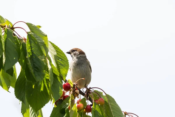 Passero Dell Albero Eurasiatico Seduto Ramo Ciliegio Che Ruba Bacche — Foto Stock