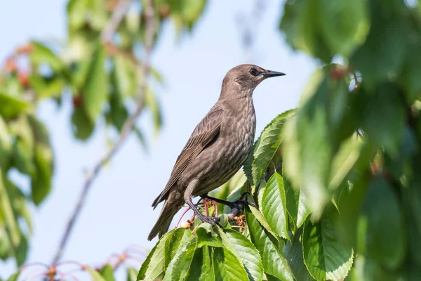 Jeune Étourneau Assis Dans Cerisier Parmi Les Feuilles Vertes — Photo