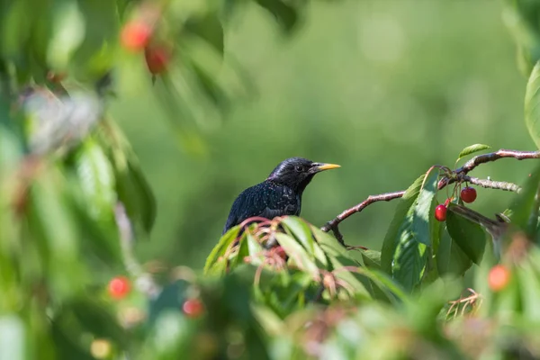 Starling Cache Dans Cerisier Aux Cerises Rouges Mûres — Photo