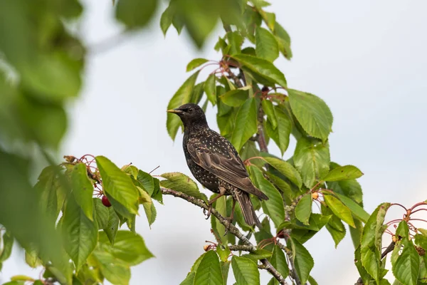 Starling Assis Dans Cerisier Voler Des Baies — Photo