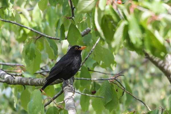 Merle Mâle Assis Sur Une Branche Dans Cerisier — Photo