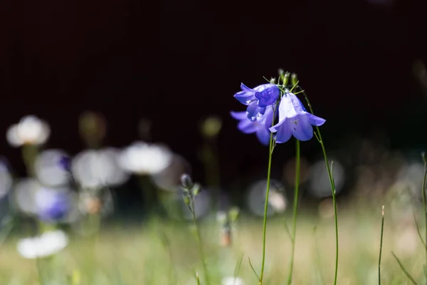 Groeiende Bluebells Bos Door Een Donkere Achtergrond — Stockfoto