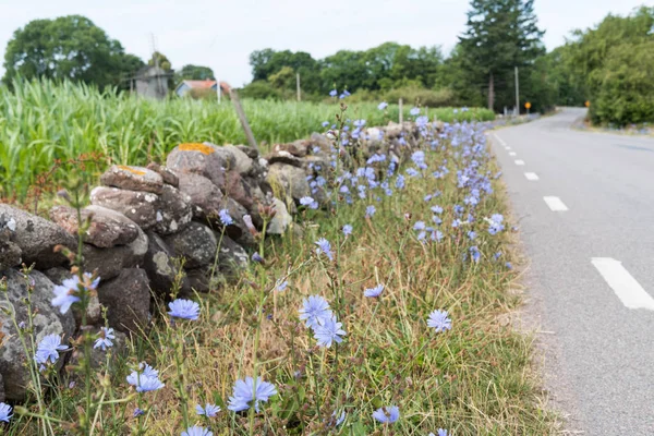 Schöner Straßenrand Mit Blauen Chicorée Blumen Auf Der Schwedischen Insel — Stockfoto