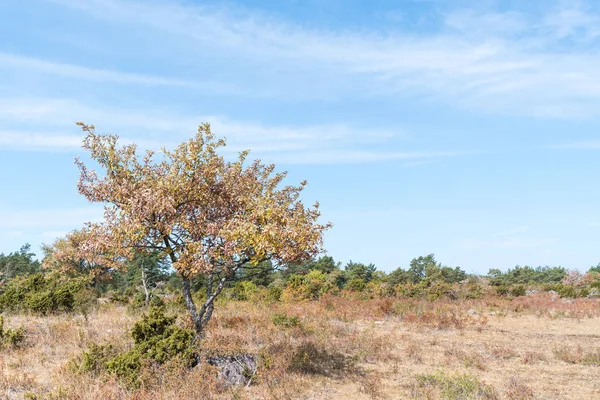 Paysage Brun Séché Raison Manque Pluie Sur Île Suédoise Oland — Photo