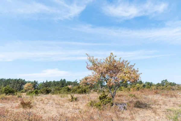 Dried Landscape Need Rain Swedish Island Oland — Stock Photo, Image