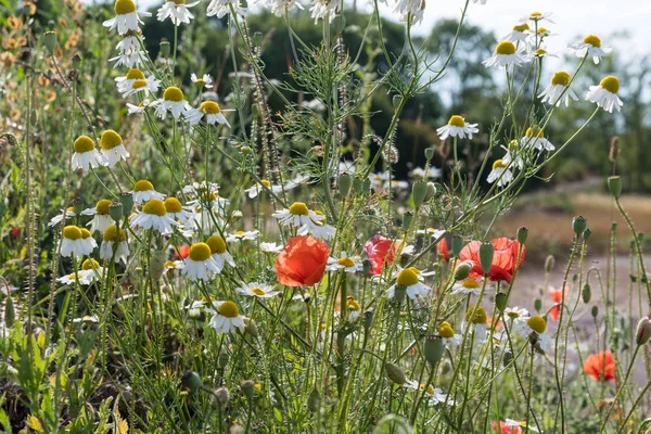 Κόκκινο Και Λευκό Καλοκαίρι Λουλούδια Κινηματογράφηση Πρώτο Πλάνο — Φωτογραφία Αρχείου