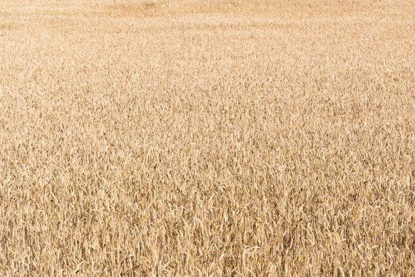 Grano Maturato Campo Grano Immagine Sfondo — Foto Stock