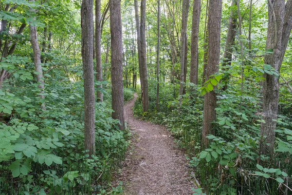Kręta Ścieżka Przez Zielony Bujnych Lasów Liściastych — Zdjęcie stockowe