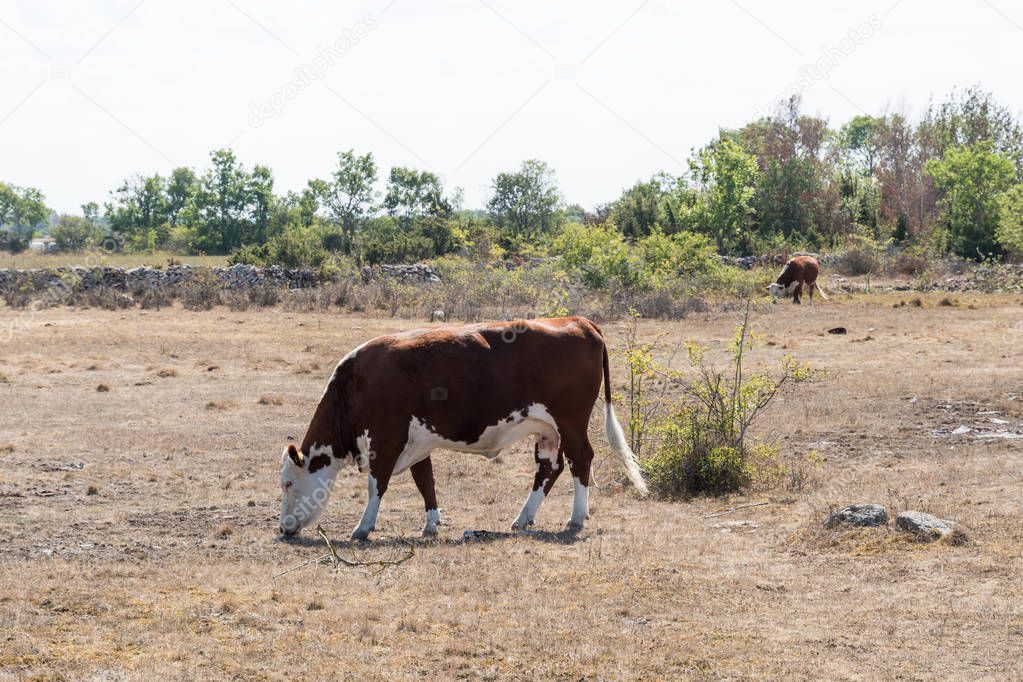 Grazing cattle in a dried grassland at the swedish island Oland