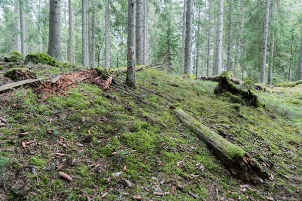 古い苔むした針葉樹林の地上 — ストック写真