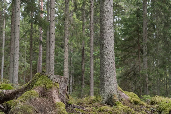 Ceppo Muschio Una Foresta Conifere — Foto Stock