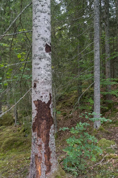 Ladin Ağacı Çam Kabuğu Böcekler Tarafından Zarar Görmüş — Stok fotoğraf