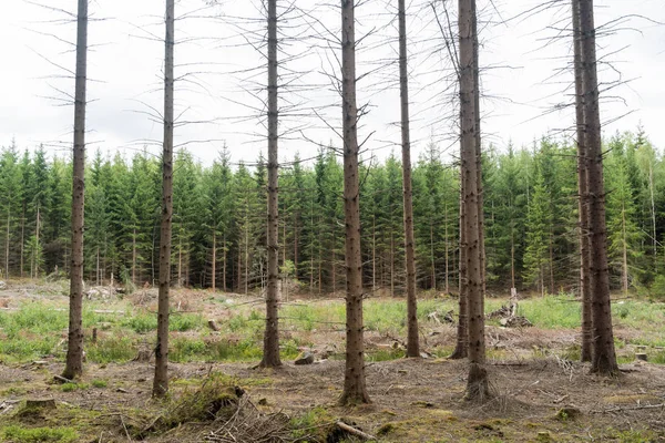 Ljusa Gran Träd Skog Med Träd Olika Åldrar — Stockfoto