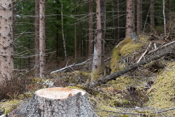 新しく古い針葉樹林におけるトウヒの木の切り株をカットします — ストック写真