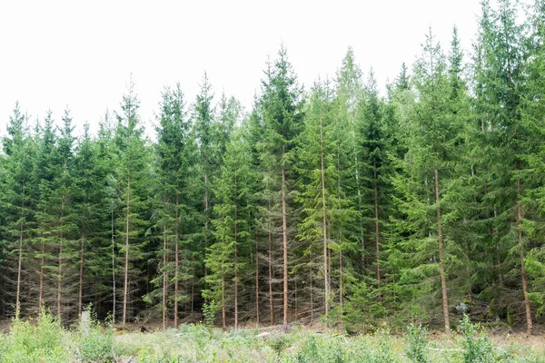 Giovane Lussureggiante Foresta Abeti Rossi Crescita — Foto Stock