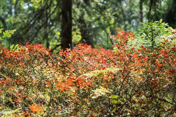 Colorful Blueberry Twigs Spruce Forest Floor — Stock Photo, Image