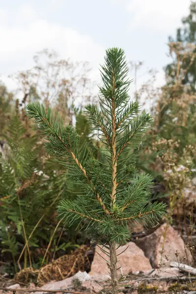 Återplantering Med Nyplanterade Spruce Växt — Stockfoto