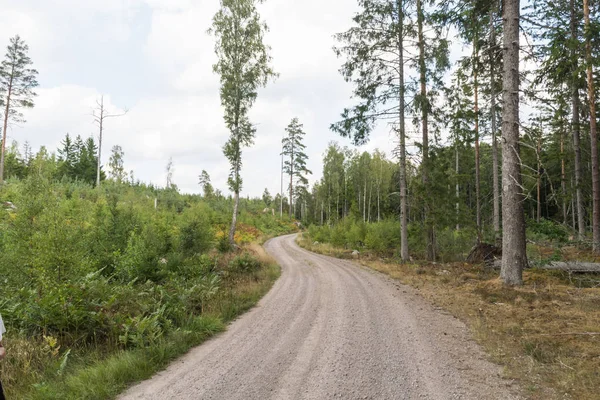 Enrolamento Estrada Cascalho Através Uma Floresta Coníferas Verdes — Fotografia de Stock