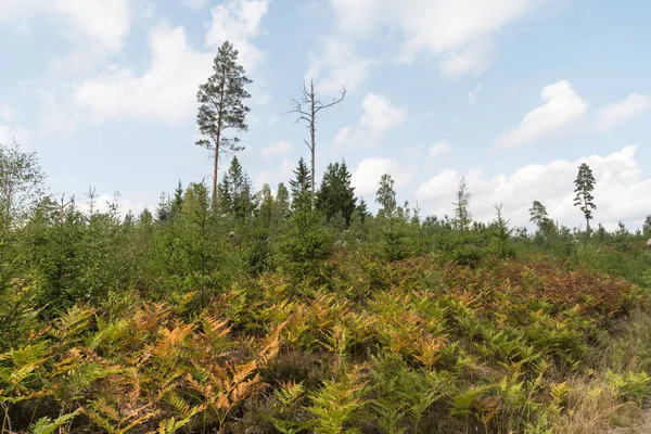 Kolorowe Brązowy Żółty Bracken Roślin Las Iglasty — Zdjęcie stockowe