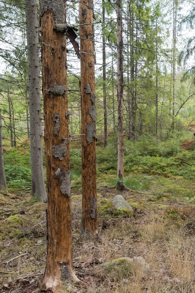 Vuren Boom Beschadigd Door Vuren Schors Kevers Stockfoto