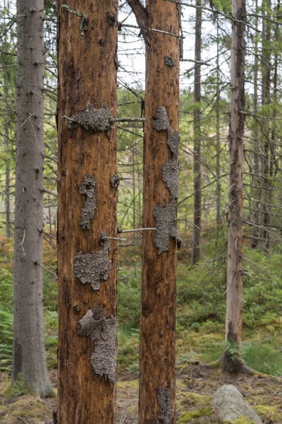 Dead spruce trees damages by Spruce Bark Beetles — Stock Image Dead Spruce Trees Damages Spruce Bark Beetles Stock Image