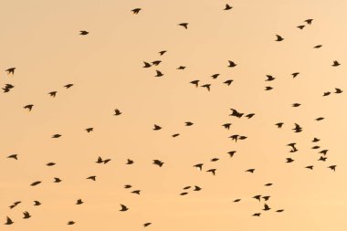 Sığırcık sürüsü tarafından bir renkli gökyüzü uçan