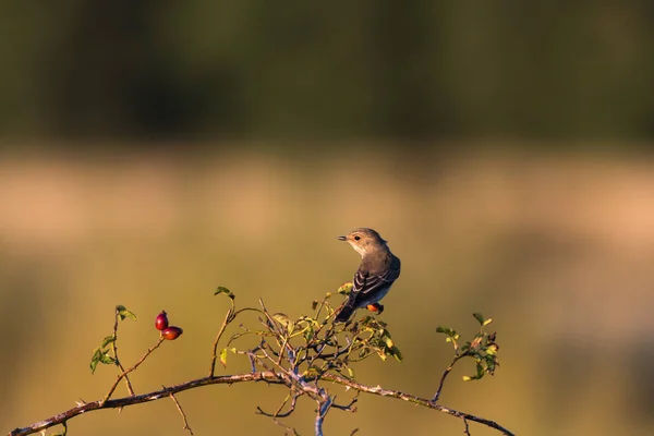 Spotted Flycatcher Bird Ένα Κλαδί Τριαντάφυλλο Ισχίου — Φωτογραφία Αρχείου