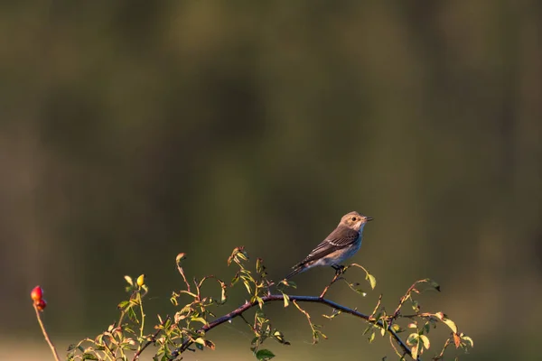 Gefleckter Fliegenfänger Beobachtet Von Einem Hagebuttenzweig Aus — Stockfoto