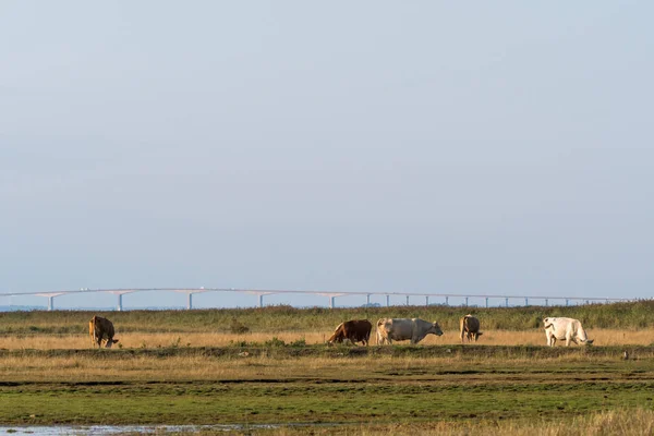 Grazende Koeien Een Wetland Het Zweedse Eiland Oland Met Landmark — Stockfoto