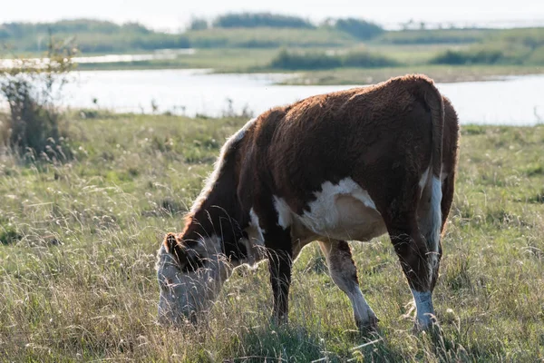 Vache Brouteuse Rétro Éclairée Dans Une Prairie Côtière Île Suédoise — Photo