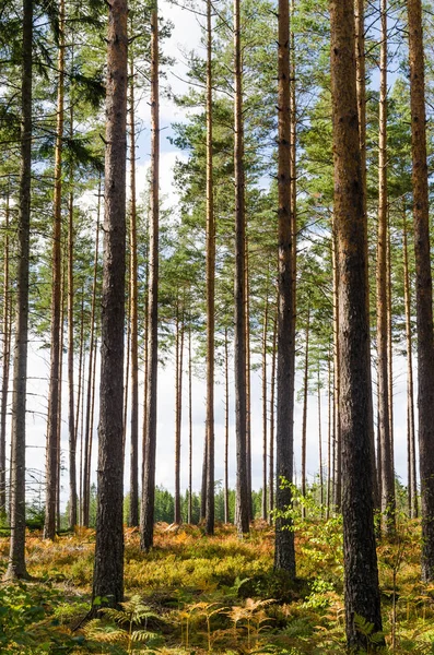 Farbenfroher Und Heller Kiefernwald Zur Herbstzeit — Stockfoto