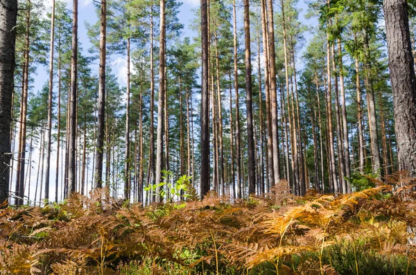 Colorato Felce Entro Stagione Autunnale Una Foresta Pini Brillante — Foto Stock