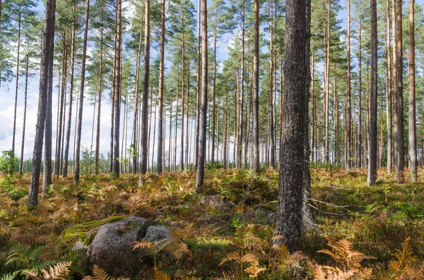 Luminosa Colorata Pineta Entro Stagione Autunnale — Foto Stock