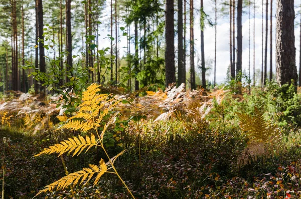 Bracken Colorido Por Temporada Otoño Bosque Pinos Brillantes —  Fotos de Stock