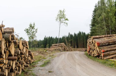 Bir çam ağacı orman dolambaçlı bir çakıl yol kenarı tarafından günlük yığınları