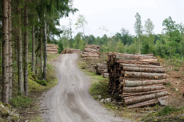 Pieux Bois Bord Une Route Sinueuse Dans Une Forêt Épinettes — Photo