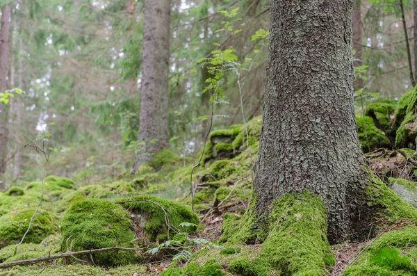 绿色云杉森林地面与青苔被盖的根和石头 — 图库照片