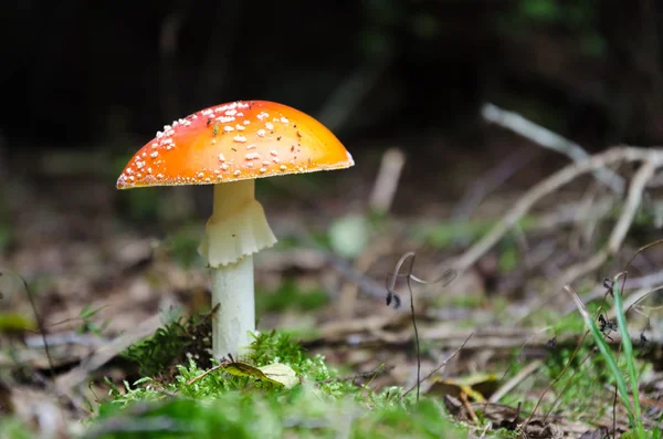 One Beautiful Growing Death Cap Forest Ground — Stock Photo, Image