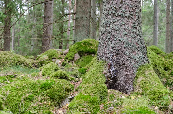 Zelená Mechová Lesní Půda Lese Smrk — Stock fotografie